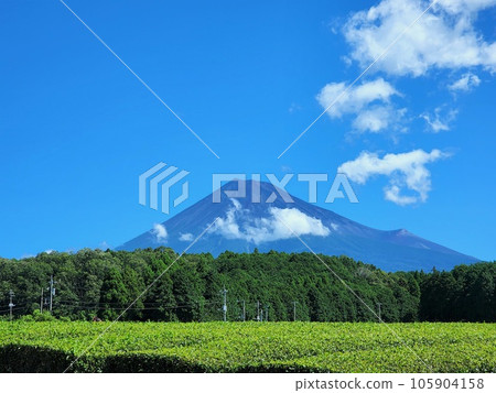 Mt.Fuji in summer in the tea plantation 105904158