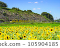 Summer sky, sunflower field and yellow train 105904185