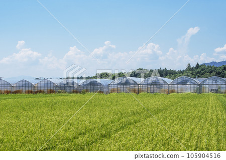 水稻塑料大棚溫室栽培溫室栽培形像素材農業 水稻塑料大棚溫室栽培溫室栽培形像素材農業 105904516