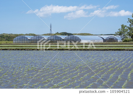 Paddy field and vinyl house, greenhouse cultivation, greenhouse cultivation, image material, agriculture 105904521