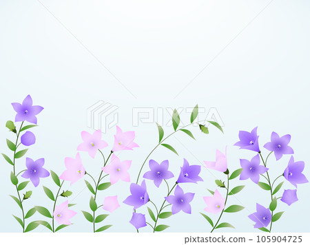 Blooming bellflower, purple, pink 105904725