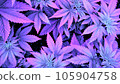 Marijuana plants growing in cyberpunk colors 105904758