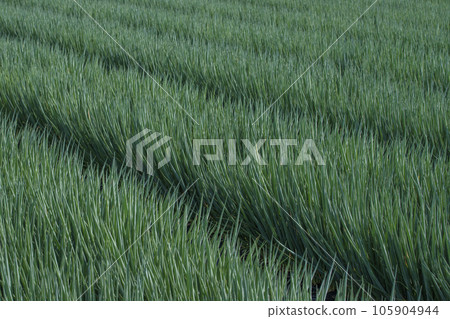 Green onion field landscape Green onion field Green onion field Vegetable field Image material Green onion field landscape Green onion field Green onion field Vegetable field Image material 105904944