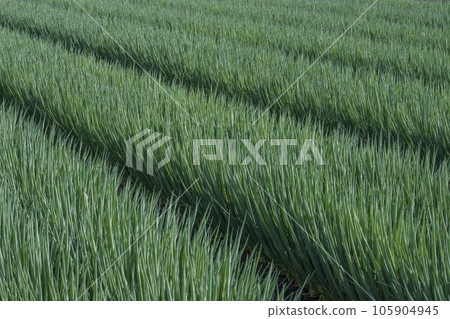 蔥田景觀 蔥田 蔥田 菜田 圖片素材 蔥田景觀 蔥田 蔥田 菜田 圖片素材 105904945