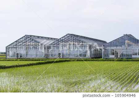 水稻種植和溫室大棚種植風景溫室種植形像素材農業 105904946