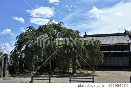 摩耶佐藤在武田人偶博物館附近夏季舉辦櫻花盛開活動 摩耶佐藤在武田人偶博物館附近夏季舉辦櫻花盛開活動 105904974