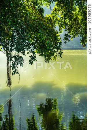 The trees around Telaga Pacuh or Pacuh lake withe the leaves touching the water. The trees around Telaga Pacuh or Pacuh lake withe the leaves touching the water. 105905076