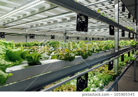 Hydroponic agricultural system, organic hydroponic vegetable garden at greenhouse. Hydroponic agricultural system, organic hydroponic vegetable garden at greenhouse. 105905545