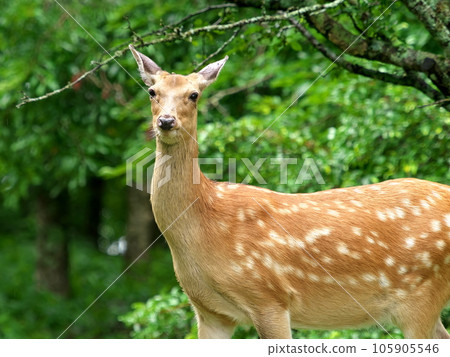 Yezo deer I met in the forest Yezo deer I met in the forest 105905546