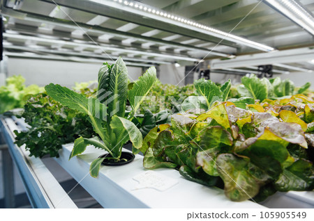 Hydroponic agricultural system, organic hydroponic vegetable garden at greenhouse. 105905549
