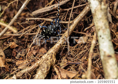 Adult longhorn beetle Sesame Mottled Haircut 105905551