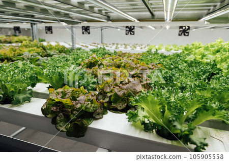Hydroponic agricultural system, organic hydroponic vegetable garden at greenhouse. Hydroponic agricultural system, organic hydroponic vegetable garden at greenhouse. 105905558