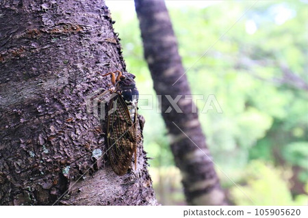 以夏季酷暑聞名的鳩山町愛國之裡的森林中,阿布拉蟬在歌唱 以夏季酷暑聞名的鳩山町愛國之裡的森林中,阿布拉蟬在歌唱 105905620