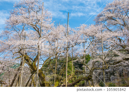 Neodani Usuzumi 櫻花盛開 Neodani Usuzumi 櫻花盛開 105905842