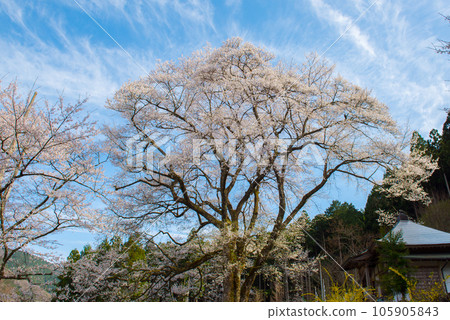 Neodani Usuzumi 櫻花盛開 105905843