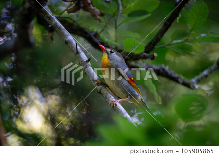 在富士山附近拍攝的配對鳥“總志町” 105905865