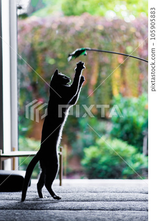 Silver cream russian blue cat on wooden table playing with feather toy in front of beige background 105905883