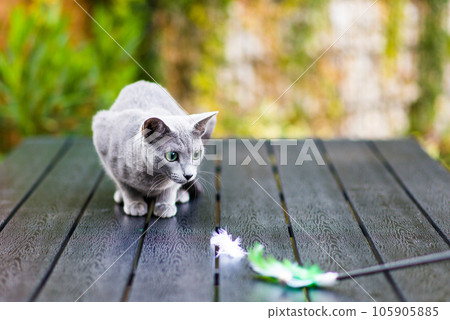 Silver cream russian blue cat on wooden table playing with feather toy in front of beige background Silver cream russian blue cat on wooden table playing with feather toy in front of beige background 105905885