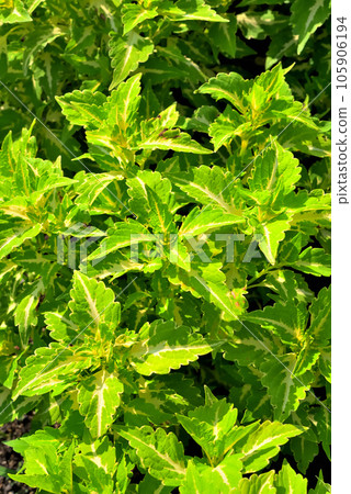 公園花壇裡種植的錦紫蘇 公園花壇裡種植的錦紫蘇 105906194