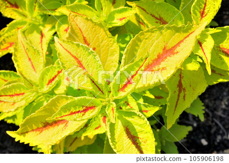 公園花壇裡種植的錦紫蘇 公園花壇裡種植的錦紫蘇 105906198