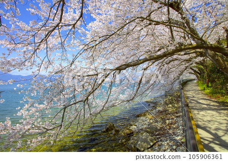 漂浮在琵琶湖上的孤島“衝島”/櫻花隧道/日本遺產 漂浮在琵琶湖上的孤島“衝島”/櫻花隧道/日本遺產 105906361