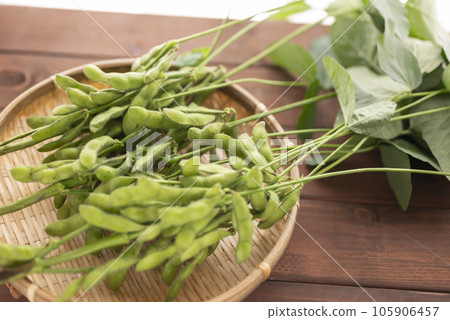 summer delicious edamame summer delicious edamame 105906457