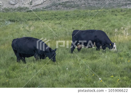 A couple of Holstein Friesian an international breed or group of breeds of dairy cattle. Concept A couple of Holstein Friesian an international breed or group of breeds of dairy cattle. Concept 105906622