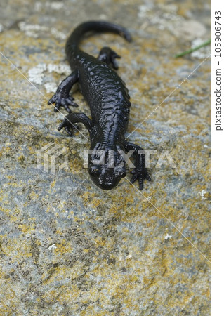 Closeup on the charcoal black Alpine salamander, Salamandra atra in the Austrian Carinthian Alps Closeup on the charcoal black Alpine salamander, Salamandra atra in the Austrian Carinthian Alps 105906743