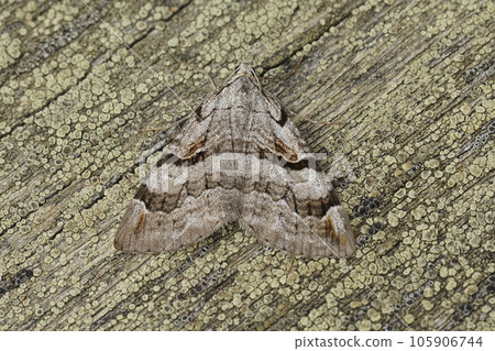 Closeup on the Purple treble-bar owlet moth, Aplocera praeformata, sitting on wood Closeup on the Purple treble-bar owlet moth, Aplocera praeformata, sitting on wood 105906744