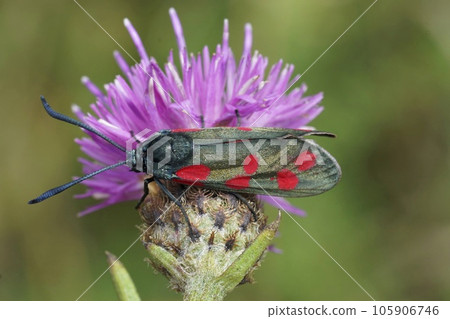 Natural closeup on a diurnal colorful mateliic Six-Spot Burnet moth, Zygaena filipendulae sitting on a purple knapweed Natural closeup on a diurnal colorful mateliic Six-Spot Burnet moth, Zygaena filipendulae sitting on a purple knapweed 105906746