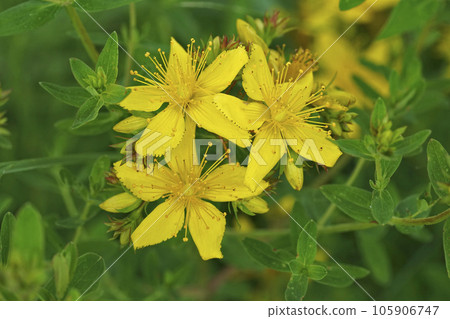 Closeup on three brigh yellow flowers of the perforate saint johns wort, Hypericum perforatum, wildflower in the field Closeup on three brigh yellow flowers of the perforate saint johns wort, Hypericum perforatum, wildflower in the field 105906747
