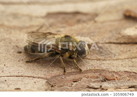 Closeup on a hairy Merodon cinereus hoverfly, sitting on wood Closeup on a hairy Merodon cinereus hoverfly, sitting on wood 105906749