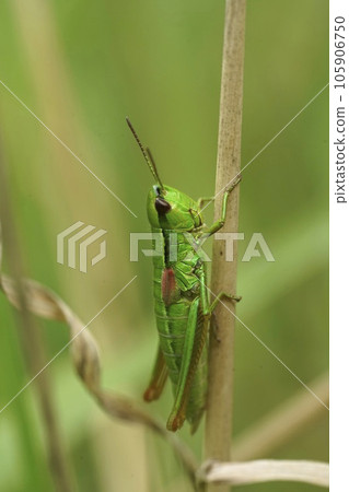 Vertical closeup on the colorful green Small Gold Grasshopper, Euthystira brachyptera on a straw of grass 105906750