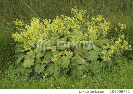 Closeup on an isolated scented homeopathic garden lady's-mantle plant ,Alchemilla mollis, in a meadow Closeup on an isolated scented homeopathic garden lady's-mantle plant ,Alchemilla mollis, in a meadow 105906751