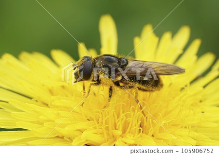 Detailed closeup on a large blacklet, Cheilosia canicularis on a yellow flower in the field Detailed closeup on a large blacklet, Cheilosia canicularis on a yellow flower in the field 105906752