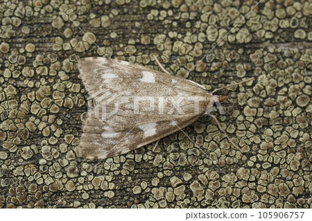 Closeup on the Olive Pearl crambid moth, Udea olivalis sitting on wood 105906757