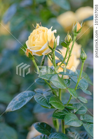 Pale cream colored rose flower. Close-up shot of elegant flower petals overflowing with tenderness Pale cream colored rose flower. Close-up shot of elegant flower petals overflowing with tenderness 105907008