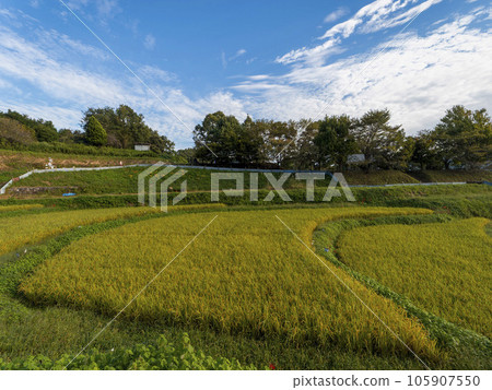飛鳥村稻淵梯田風景 105907550