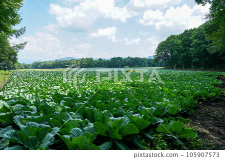 Summer blue sky and plateau cabbage field Summer blue sky and plateau cabbage field 105907573