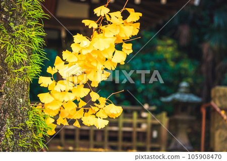 在京都府八幡市寶神社拍攝深秋的黃色銀杏 105908470