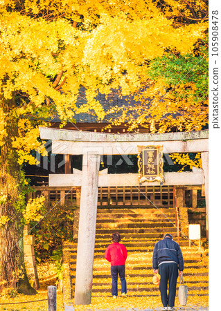 在京都府八幡市寶神社拍攝深秋的黃色銀杏 105908478