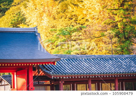Photographing yellow ginkgo biloba in late autumn at Takara Shrine in Yawata City, Kyoto Prefecture Photographing yellow ginkgo biloba in late autumn at Takara Shrine in Yawata City, Kyoto Prefecture 105908479