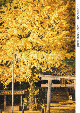 在京都府八幡市寶神社拍攝深秋的黃色銀杏 105908482
