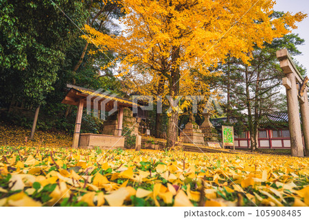Photographing yellow ginkgo biloba in late autumn at Takara Shrine in Yawata City, Kyoto Prefecture Photographing yellow ginkgo biloba in late autumn at Takara Shrine in Yawata City, Kyoto Prefecture 105908485