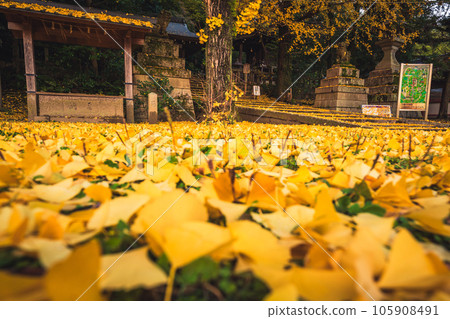 Photographing yellow ginkgo biloba in late autumn at Takara Shrine in Yawata City, Kyoto Prefecture Photographing yellow ginkgo biloba in late autumn at Takara Shrine in Yawata City, Kyoto Prefecture 105908491