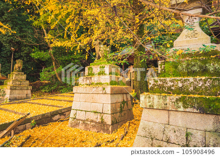 Photographing yellow ginkgo biloba in late autumn at Takara Shrine in Yawata City, Kyoto Prefecture Photographing yellow ginkgo biloba in late autumn at Takara Shrine in Yawata City, Kyoto Prefecture 105908496