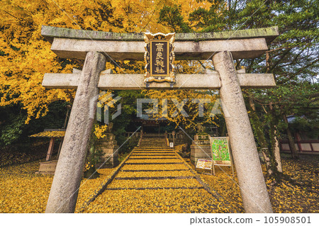 在京都府八幡市寶神社拍攝深秋的黃色銀杏 在京都府八幡市寶神社拍攝深秋的黃色銀杏 105908501