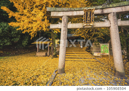 Photographing yellow ginkgo biloba in late autumn at Takara Shrine in Yawata City, Kyoto Prefecture Photographing yellow ginkgo biloba in late autumn at Takara Shrine in Yawata City, Kyoto Prefecture 105908504