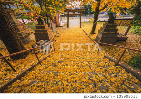 Photographing yellow ginkgo biloba in late autumn at Takara Shrine in Yawata City, Kyoto Prefecture Photographing yellow ginkgo biloba in late autumn at Takara Shrine in Yawata City, Kyoto Prefecture 105908513