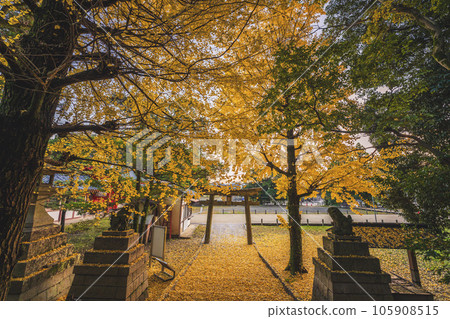 在京都府八幡市寶神社拍攝深秋的黃色銀杏 105908515